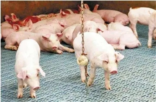 广东：4月屠宰生猪402万多头