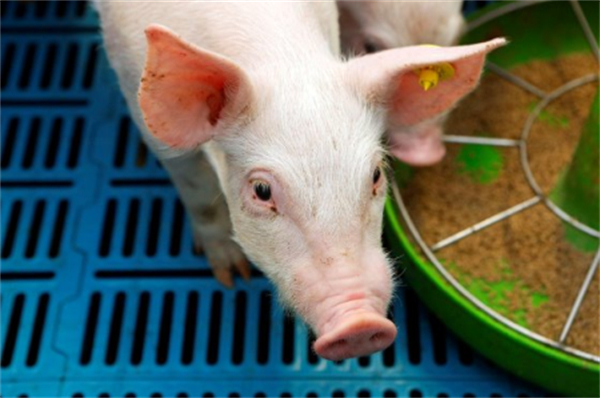 夏季猪场要注意的三个方面：控制温度 、卫生消毒...