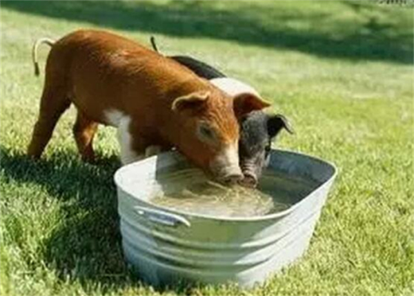 液态饲料对断奶仔猪的好处 为什么断奶仔猪不适宜喂固体饲料？
