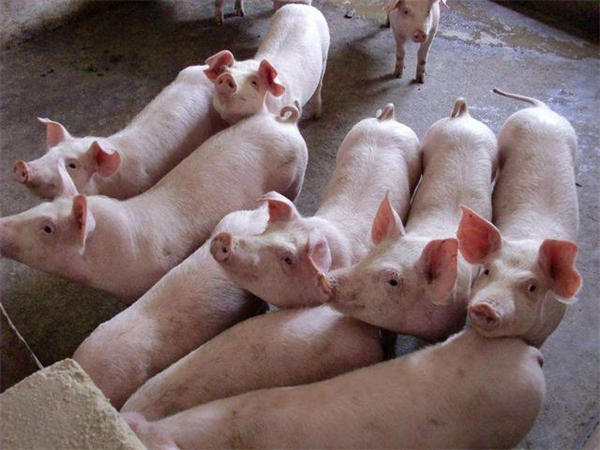 养猪如何才能育好肥？育肥的核心更少的饲料消耗