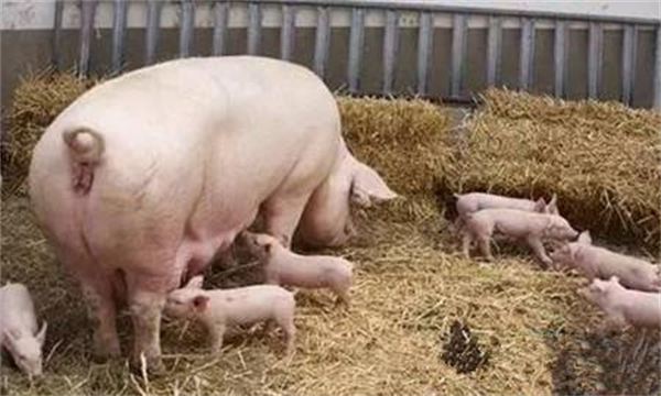 干货！后备母猪的饲养管理操作规范流程