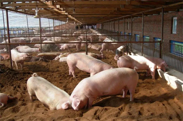 饲料氧化导致生产性能减退，猪场饲料氧化问题该如何解决？
