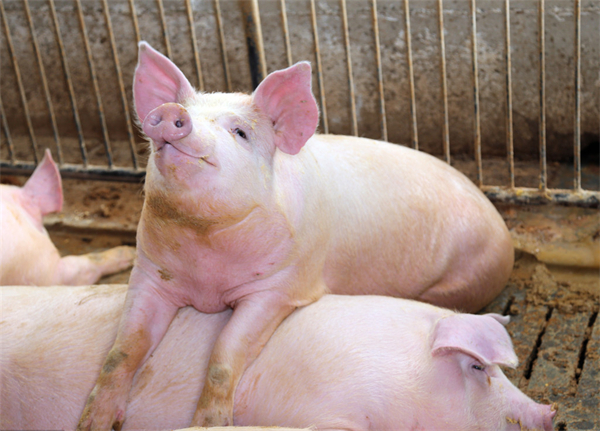 猪农分享：母猪饲养10大要点，超级实用