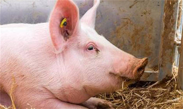 猪料下降，猪价上涨，市场是真的缺猪了？