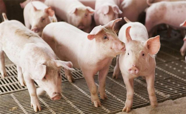 断奶时猪的体重和年龄与断奶至育成期猪死亡的相关性
