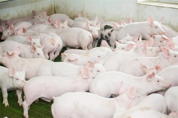 如何让猪长的快？如何维护猪群肠道健康？