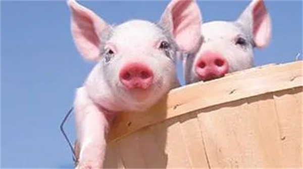 直播预告丨5月20日，普爱“抓猪宝典”在线解锁外购仔猪养殖成功的秘密！