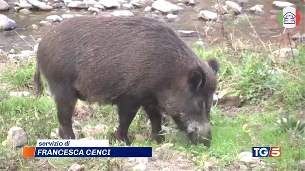意大利非洲猪瘟疫情愈演愈烈，将会选择性宰杀野猪