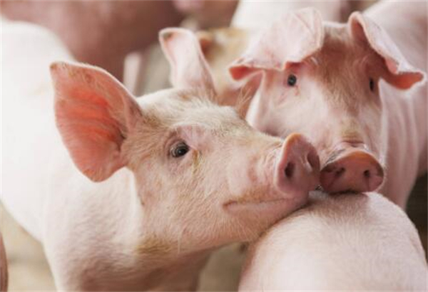 猪价达到阶段性新高，收储持续进行，养殖户的春天来了？