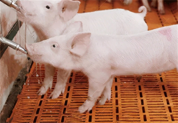 05月12日：全国农产品批发市场猪肉平均价格为20.45元/公斤