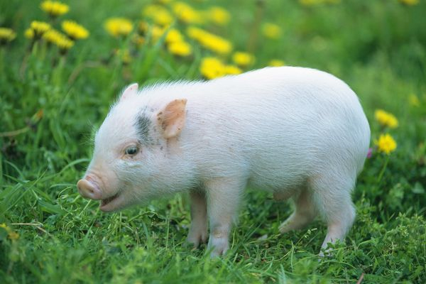 养殖重回盈亏平衡点，猪价进入上行通道！专家提醒： 对未来猪价不要预期过高