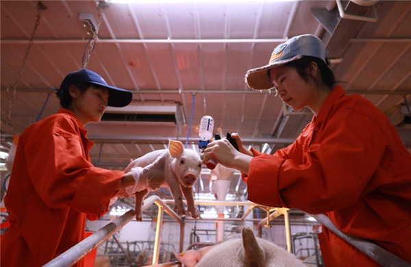 05月19日：全国农产品批发市场猪肉平均价格为20.97元/公斤
