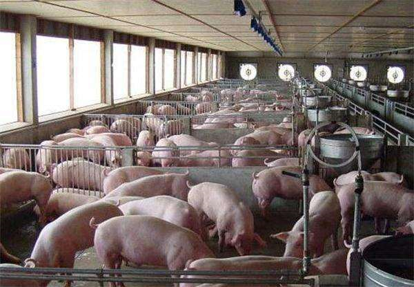 二次育肥持续增加，养殖场压栏增重！8月可能创下猪价高点？