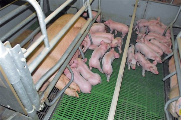 哺乳母猪自由采食日采食量达到12公斤是怎么做到的？