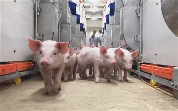 通过精细化饲喂快速成长的猪猪们