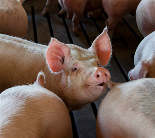欧盟生猪存栏下降，导致猪配合饲料需求有所减少