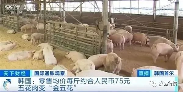 韩国将对猪肉等7种主要食品征收零进口关税至年底