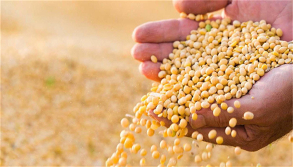 南美减产影响显现，巴西大豆行将枯竭，豆粕要上涨？