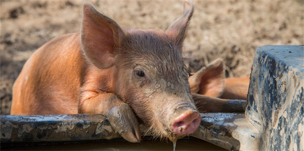 防止尼泊尔非洲猪瘟传入我国，禁止输入相关产品
