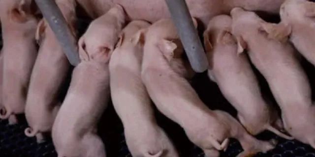 环境对猪有什么影响？保育猪舍的环境控制