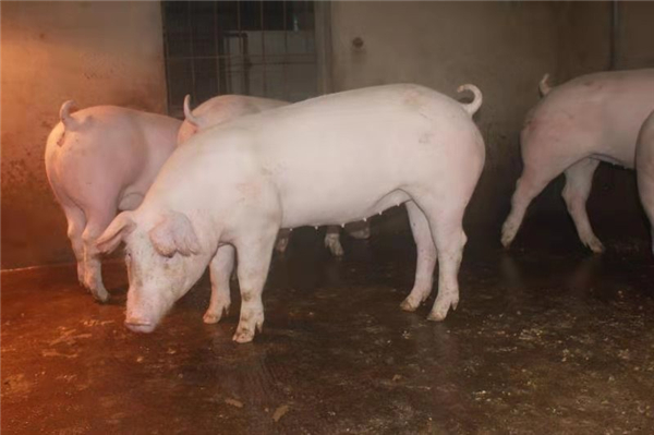 关节肿胀与传染性疾病有关，猪出现关节肿胀可能是这3种病？