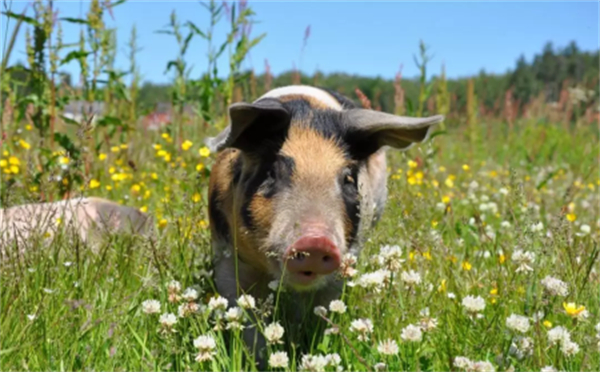 猪价大部小幅上涨，全国多家饲料企业再度宣布涨价！