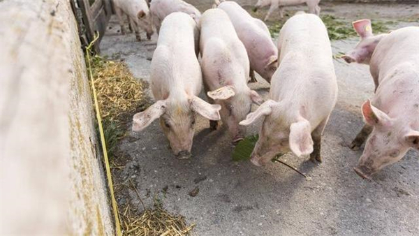 06月13日：全国农产品批发市场猪肉平均价格为20.91元/公斤