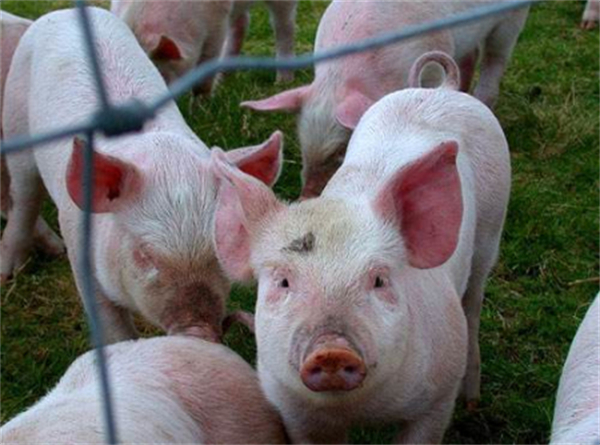 06月09日：全国农产品批发市场猪肉平均价格为21.04元/公斤