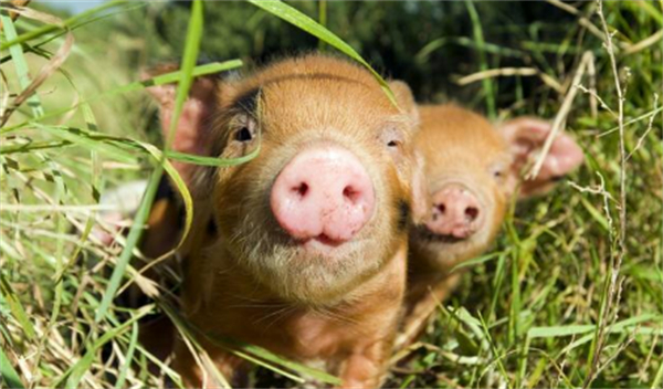 06月14日：全国农产品批发市场猪肉平均价格为21.05元/公斤