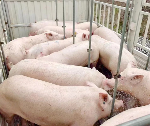湖州市：2022年落实生猪活体储备2.8万头，冻猪肉340吨
