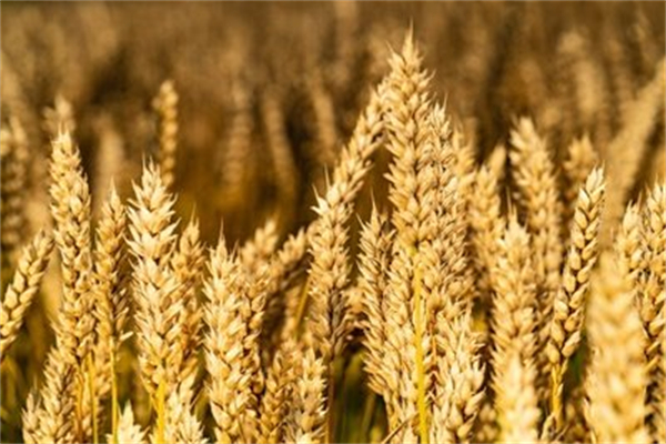 部分地区暂停小麦收购，进口粮量减价增，什么信号？