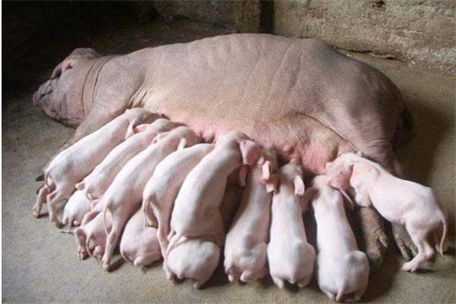 不同的猪病用不同的消毒剂，看完才发现很多养猪人都做错了！