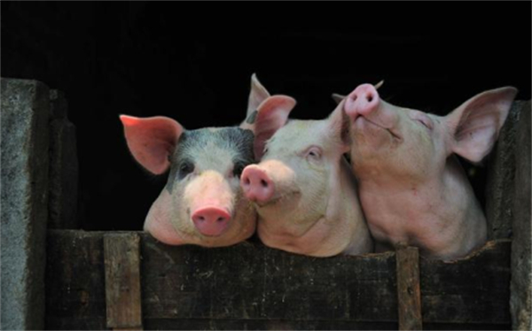 山东：今年第24周猪肉均价同比升高8.15%，养猪开始盈利！