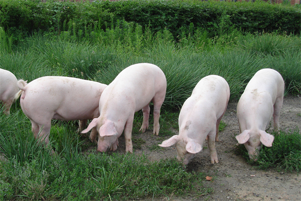 国家统计局：6月中旬生猪(外三元)价格环涨3.8%，后续猪价将延续涨势