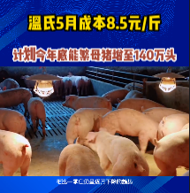温氏5月成本8.5元/斤，计划今年底能繁母猪增至140万头