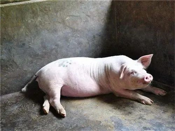宁波上半年生猪存栏67万头，累计出栏约45万头