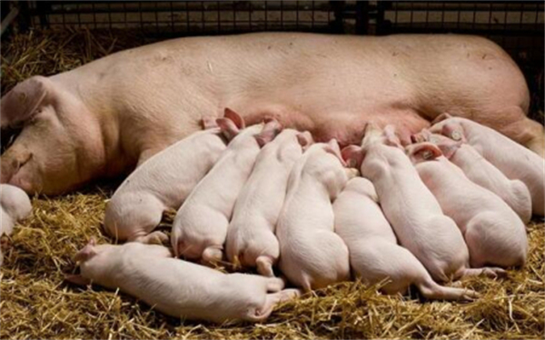 如何才能把猪场的母猪变成好母猪，下猪多，疾病少呢？
