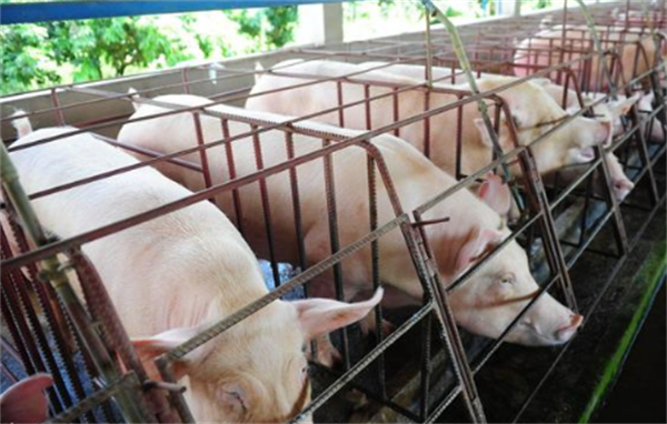 猪场如何应对夏季高温天气，让猪轻松过夏？