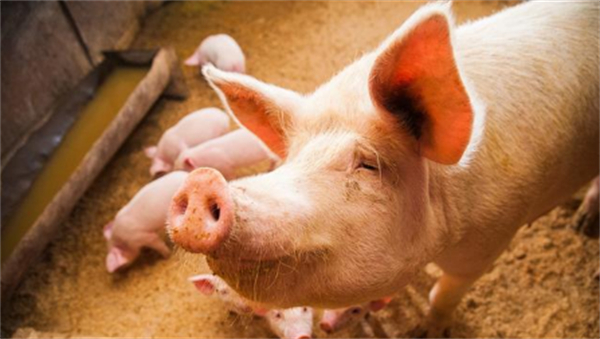 生猪价格连续七期上涨，养殖股集体反弹，机构扎堆调研！