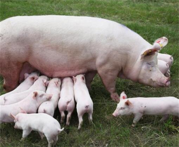 母猪产仔率提高了，仔猪成活率却降低了，究竟是怎么回事儿？