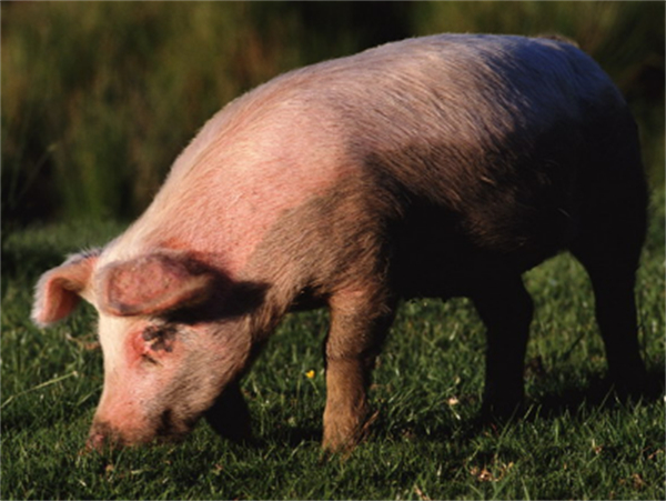 猪口蹄疫与猪蹄裂病的区别以及防治