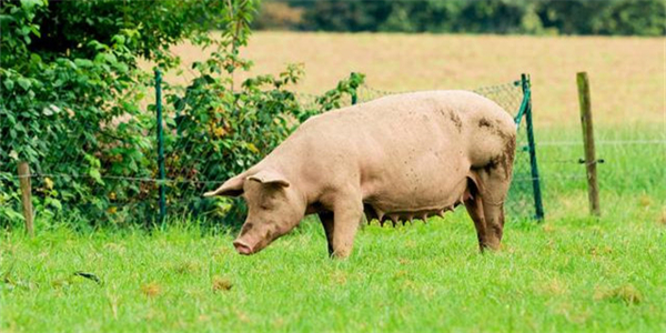 优秀的繁殖场母猪受孕率95%是如何做到的？