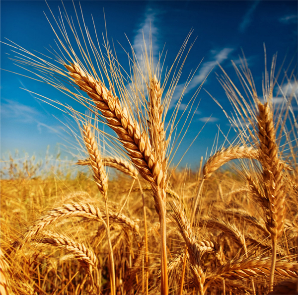 连续第五周上调！俄罗斯农业部将小麦关税调高到创纪录高点
