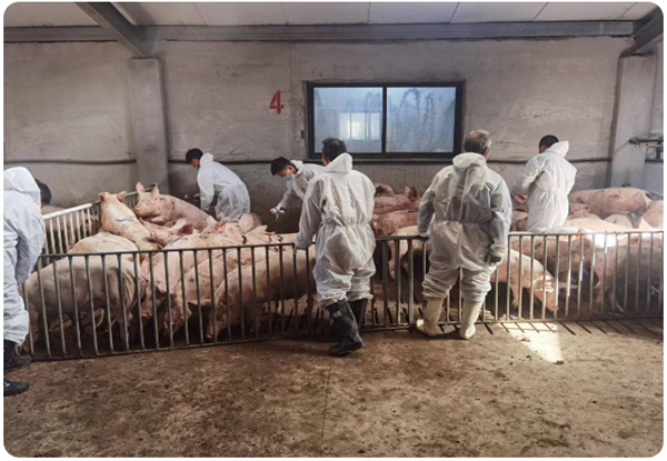 规模猪场 | 陕西片区 万头育肥场生产指标提升案例