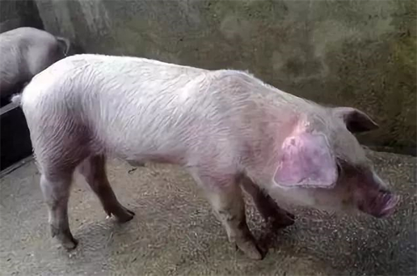 怎样判断猪群有回肠炎？怎么治疗？