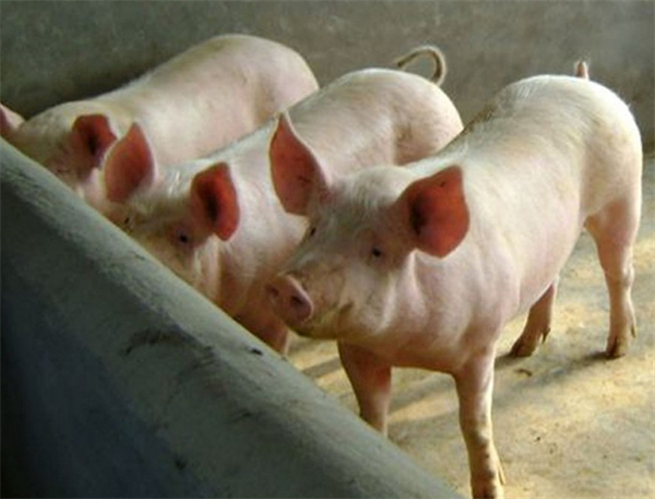 06月29日：全国农产品批发市场猪肉平均价格为23.59元/公斤