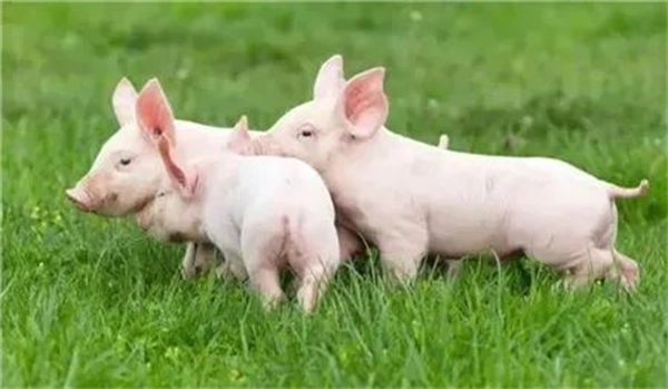 06月22日：全国农产品批发市场猪肉平均价格为21.55元/公