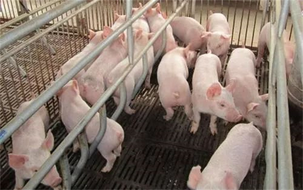 06月28日：全国农产品批发市场猪肉平均价格为22.87元/公斤