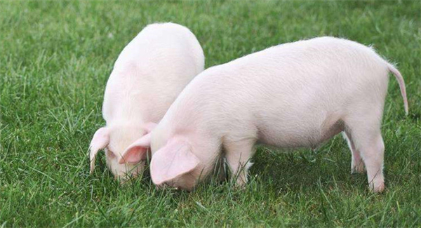 06月27日：全国农产品批发市场猪肉平均价格为22.40元/公斤