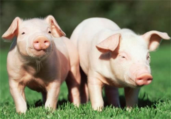06月30日：全国农产品批发市场猪肉平均价格为24.10元/公斤
